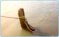 Re-floating the sunken dhow